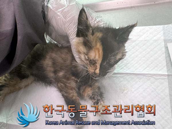 한국동물구조관리협회_441559202400660